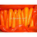 XIAMEN 316 NAJLEPSZY CARROT